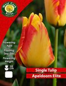 Tulip Single 'Apeldoorn's Elite' (100 bulbs) image
