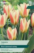 Tulip Tarafa (7 bulbs) image
