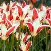 Tulip 'Tinka' (1 bulb – loose)