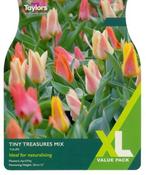 Tulip Tiny Treasures Mix XL (18 bulbs) image