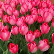 Tulip Van Eijk (40 bulbs)