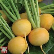 Turnip 'Golden Ball' (1000) image
