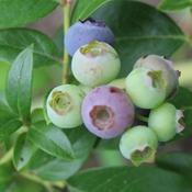 Vaccinium 'Bluecrop' (3L pot)