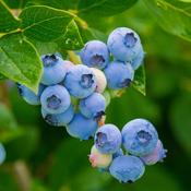 Vaccinium corymb. Brigitta Blue corymb. Brigitta Blue (13cm pot) image