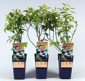 Vaccinium corymbosum 'Bluecrop' (2L pot) image