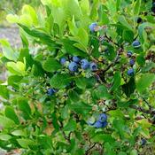 Vaccinium corymbosum 'Blueroma'® (3.4L pot)