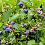 Vaccinium 'Goldtraube' (3L pot)