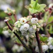 Vaccinium “Northland”