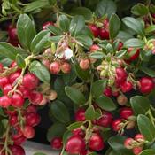 Vaccinium Vitis 'Idaea Fireball' (2L pot)