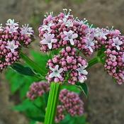 Valerian (9cm pot) image