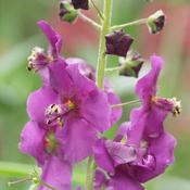 Verbascum 'Plum Smokey' ® (2L pot)
