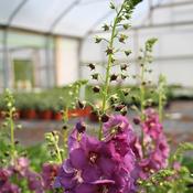 Verbascum 'Sugar Plum' (2L pot) image