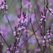 Verbena 'Bampton' (3L pot)
