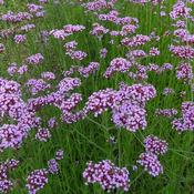 Verbena Bonariensis (3L pot)