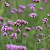 Verbena bonariensis 'Lollipop' (2L pot) image