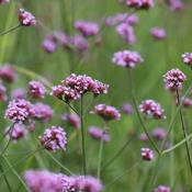 Verbena bonariensis 'Lollipop' (3L pot) image