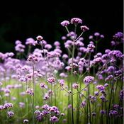 Verbena 'Lollipop' (3L pot)
