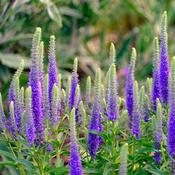 Veronica 'Anniversary Blue' (3L pot) image
