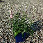 Veronica 'Moody Blues Pink' (3L pot) image