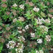 Viburnum 'Eve Price' Std (45L pot) image