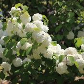 Viburnum plicatum 'Newport' (3.5L pot) image
