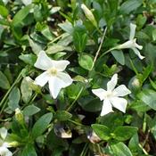 Vinca minor 'Gertrude Jekyll' (2L pot) image