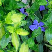 Vinca Minor 'Illumination' (1L pot) image