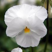 Viola 'Clear White' (2L pot)