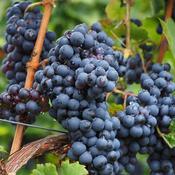 Vitis 'Muscat New York' (3L pot)