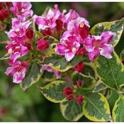 Weigela kosteriana variegata (3L pot) image