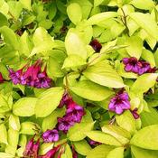 Weigela Rubidor (2L pot)