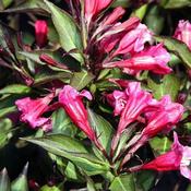 Weigela 'Wine &amp; Roses' (3L pot)