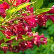 Weigela 'Bristol Ruby' (3L pot) image