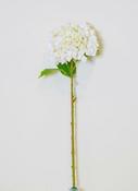 White Hydrangea image