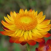 Xerochrysum Golden (3L pot) image