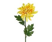 Yellow Chrysanthemum on stem with leaves image