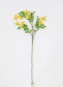 Yellow Michelia Figo Spreng Spray