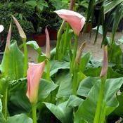 Zantedeschia aethiopica 'Flamingo' (2L pot)