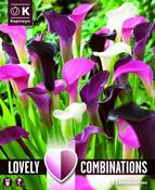 Zantedeschia Pink, White &amp; Almost Black (3 bulbs)