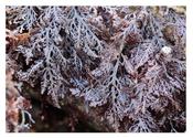 Pepper Dulse — Atlantic Irish Seaweed
