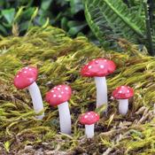 5 Fly AgaricToadstools