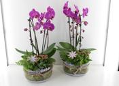 Pink Orchid Arrangement