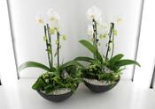 White Orchid Arrangement