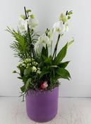 Orchid Planted Arrangement image