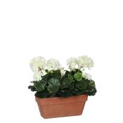 White Geranium in Terra Planter L29 x W13 x H40 cm image