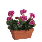 Purple Geranium in Terra Planter L29 x W13 x H40 cm