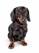 Tartan Dog Bow Tie - Multi