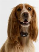 Reflective Tartan Dog Collar - Multi - S