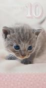 Hallmark RSPCA Charity Contribution You're 10 Birthday greeting card 11295393 - BizPOST image
