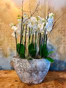 Large Planted White Orchid Display - Standard